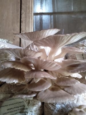 produsen petani dan pemasok baglog jamur tiram putih dan coklat 02