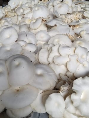 produsen petani dan pemasok baglog jamur tiram putih dan coklat 15